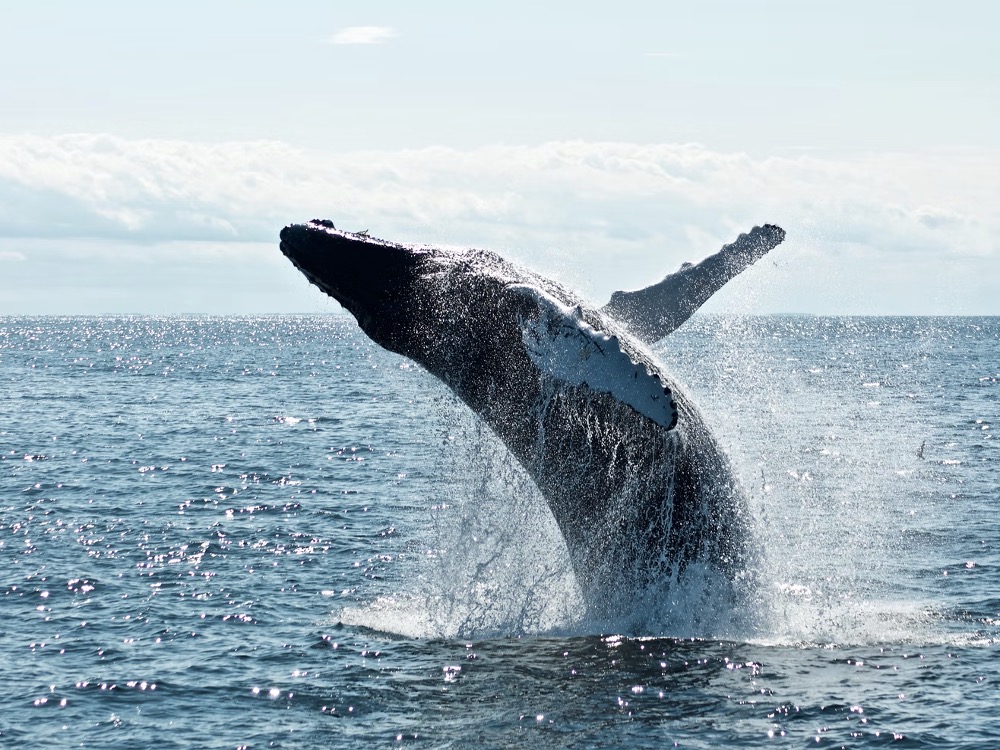 XRP Sees Huge Accumulations as 'Mega Whales' Hold More Units