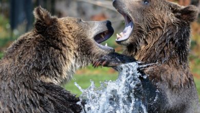 Bears vs. Bulls Will the XRPs Price Move Higher or Lower This Month 2