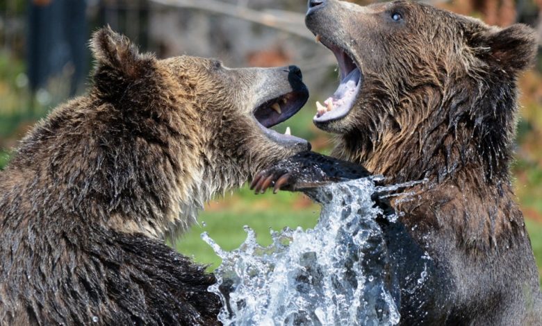 Bears vs. Bulls Will the XRPs Price Move Higher or Lower This Month 2